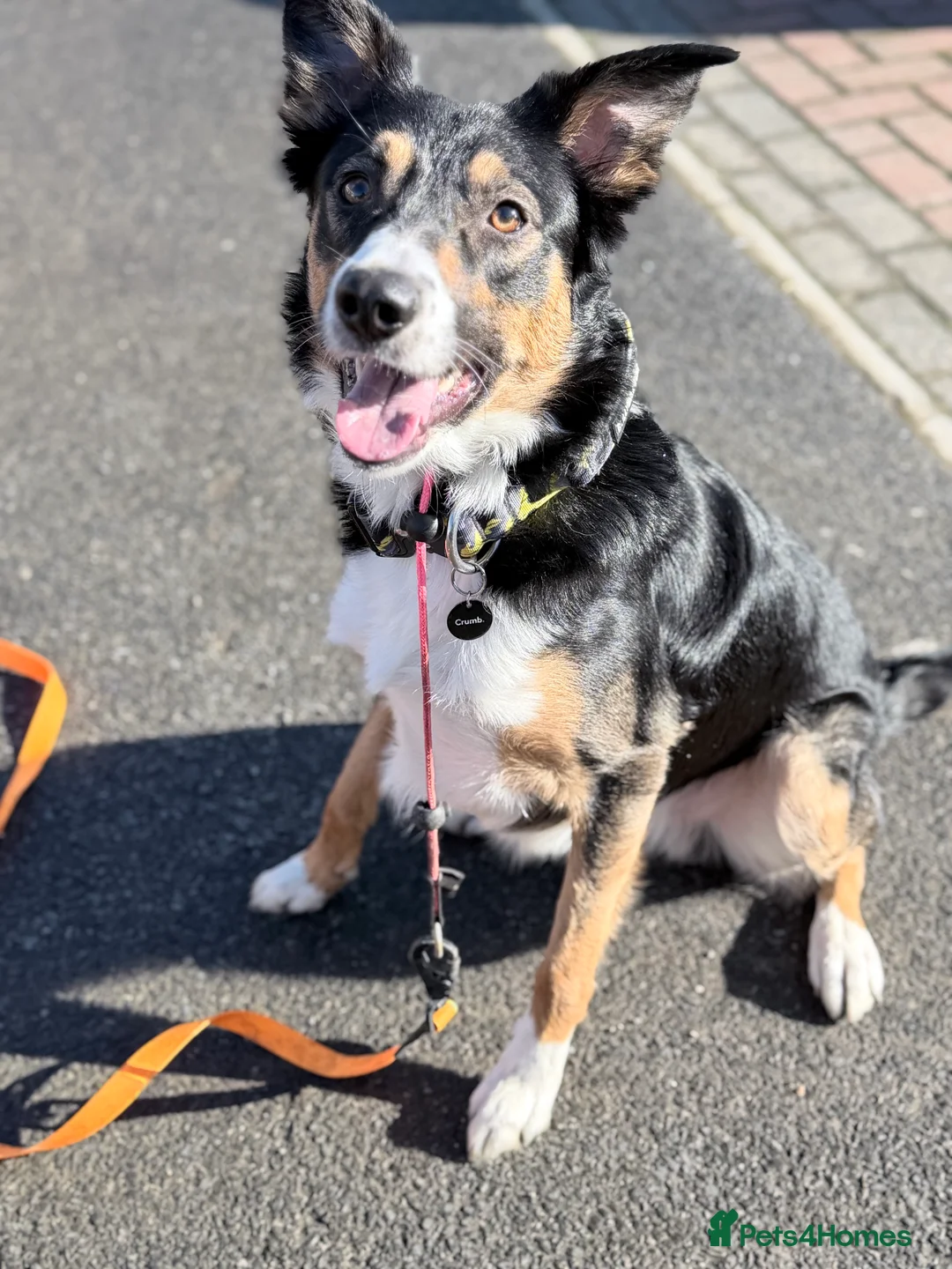 Border Collie dogs for stud: Tri border collie stud - Advert 2