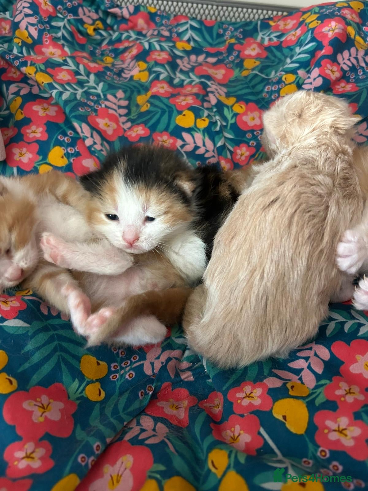 Mixed Breed cats Beautiful kittens - ready to go on the 18th May 🐱 - Advert 7