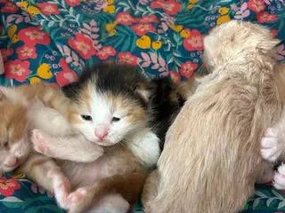 Mixed Breed cats Beautiful kittens - ready to go on the 18th May 🐱 - Advert 7