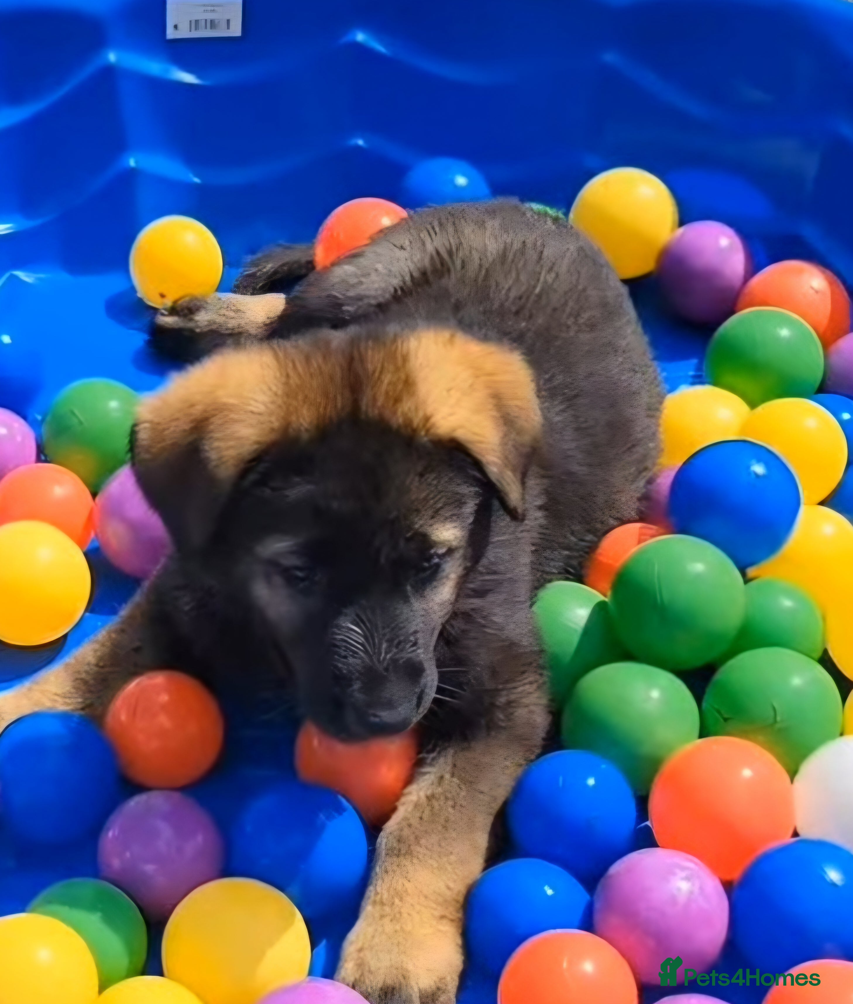 German Shepherd dogs TOP QUALITY LINES GERMAN SHEPERD K.C.Reg GSD PUPS  - Advert 1