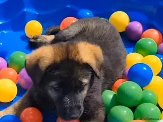 German Shepherd dogs TOP QUALITY LINES GERMAN SHEPERD K.C.Reg GSD PUPS - Advert 1