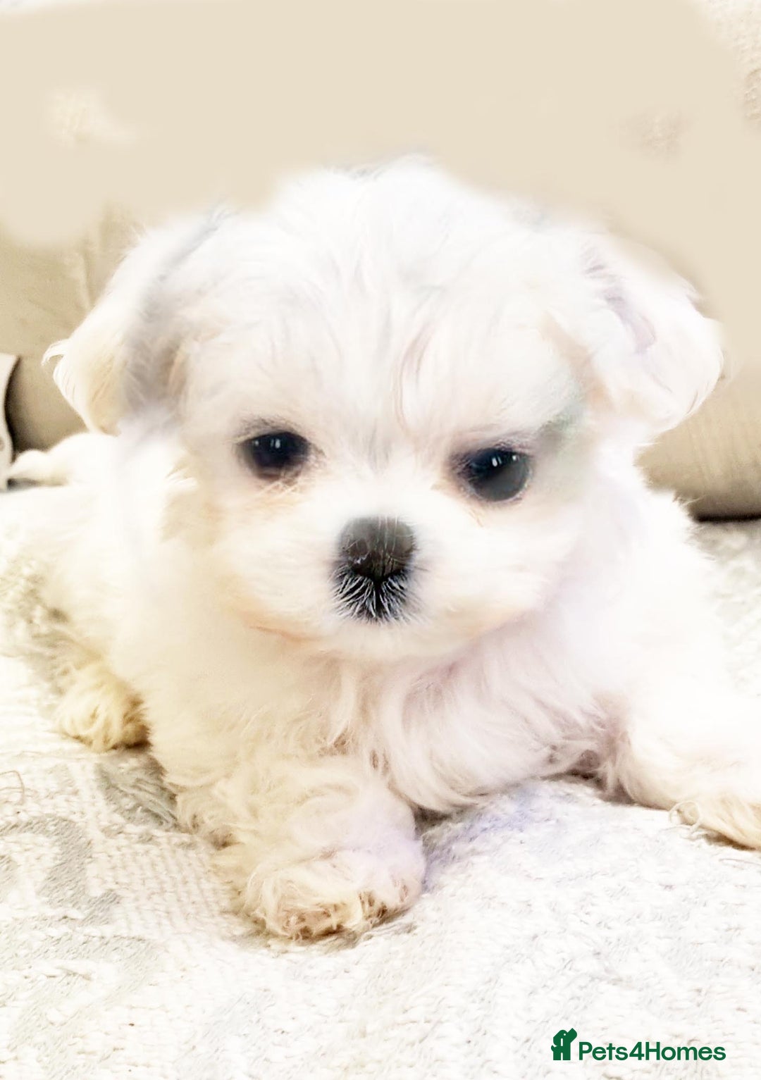Maltese dogs for sale: KC registered Maltese - Advert 6