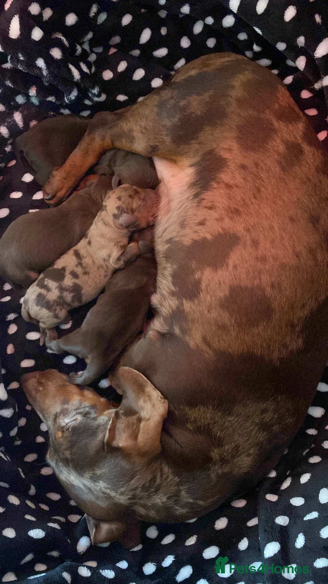 Miniature Dachshund dogs for stud: PROVEN MINIATURE DACHSHUND STUD in Faringdon - Advert 13