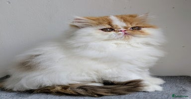 Persian cats - Advert 15