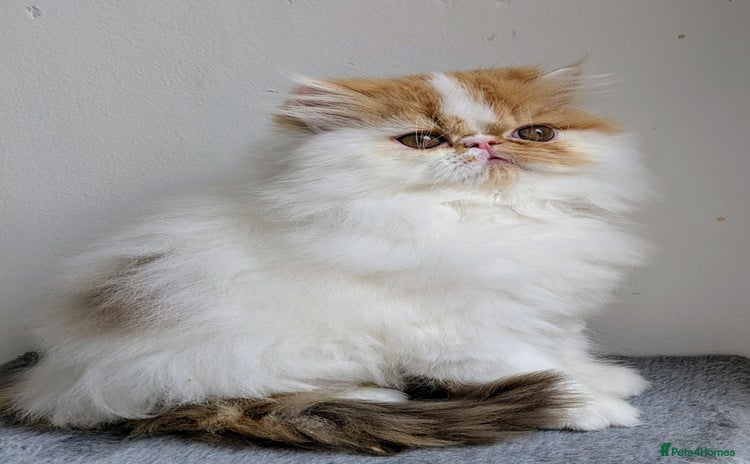 Persian cats - Advert 1