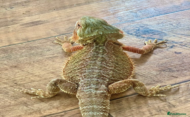 Bearded Dragon reptiles - Advert 4