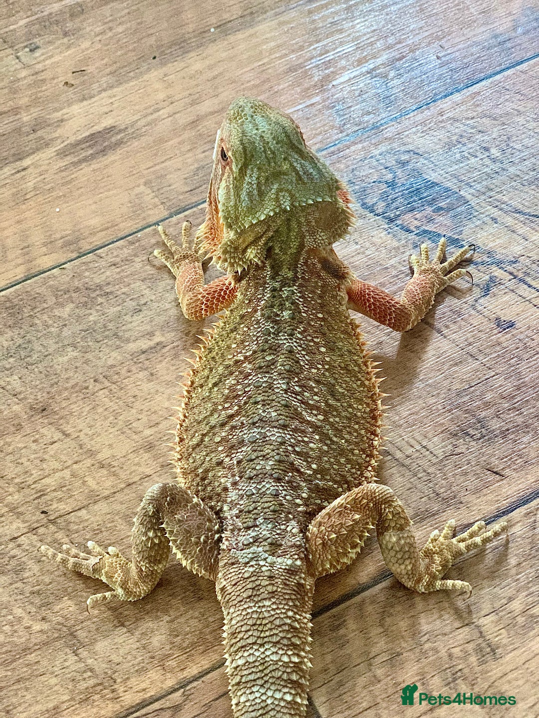 Bearded Dragon reptiles for sale: Bearded dragon and 3ft x 2ft setup - Image 1