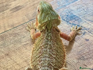 Bearded Dragon reptiles - Advert 2
