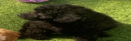 Cavapoo dogs for sale: Beautiful Black F1b Cavapoo Girl DNA tested lines - Advert 4