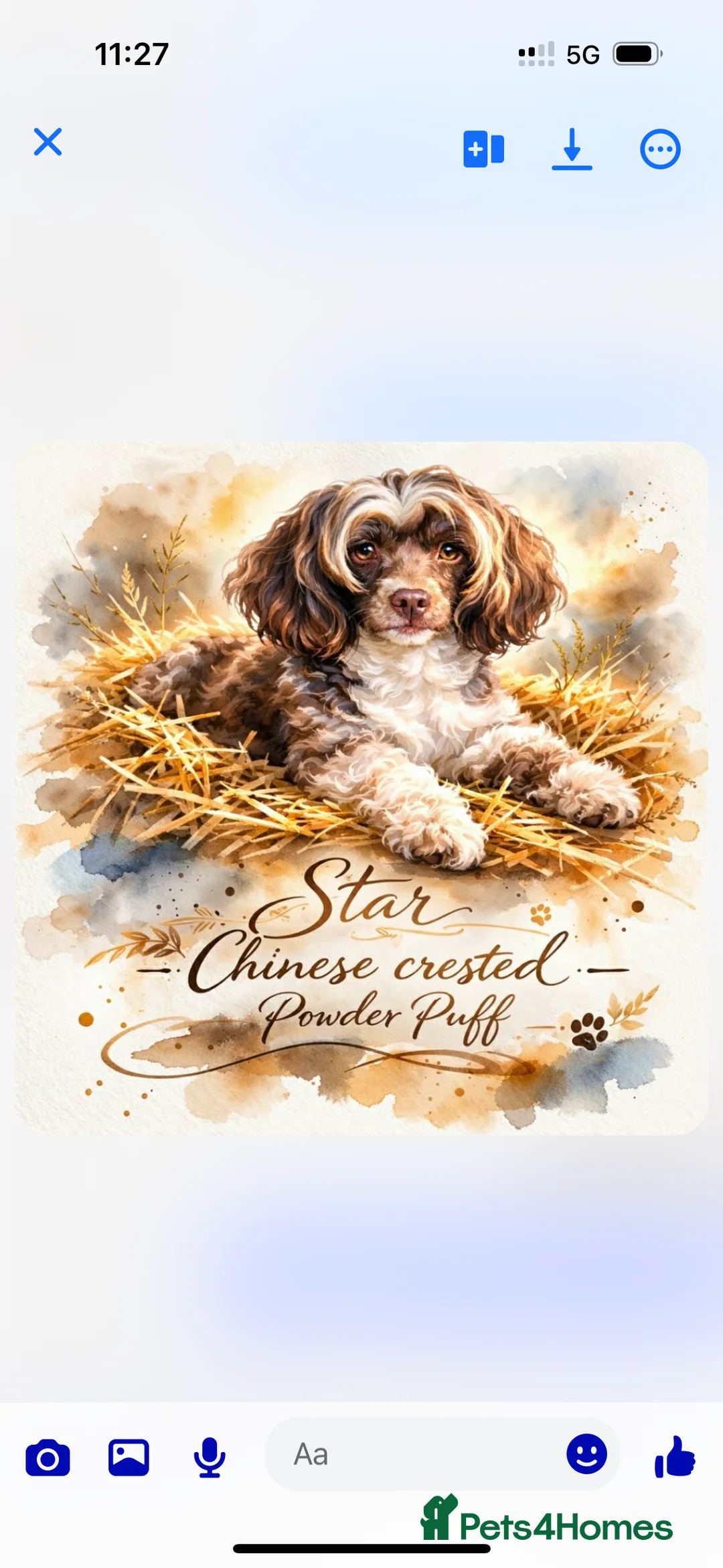 Mixed Breed dogs for sale: Powderpuff poos  - Advert 8