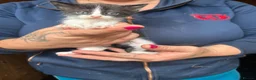 Mixed Breed cats for sale: Mixed breed kittens  - Advert 7