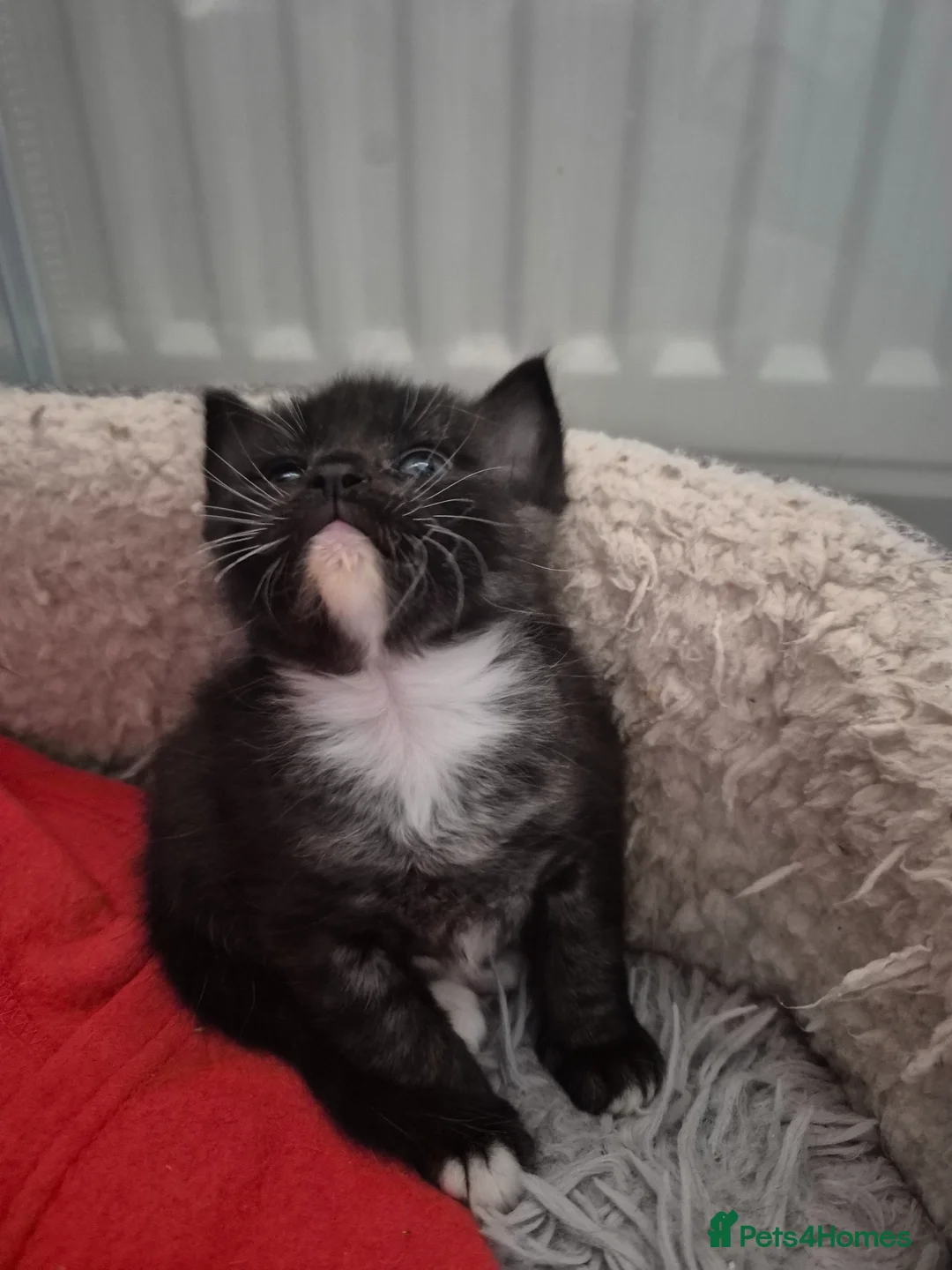 Mixed Breed cats for sale: Fluffy Siberian Mix Kittens 🐾 Ready to reserve 🐾 - Advert 2