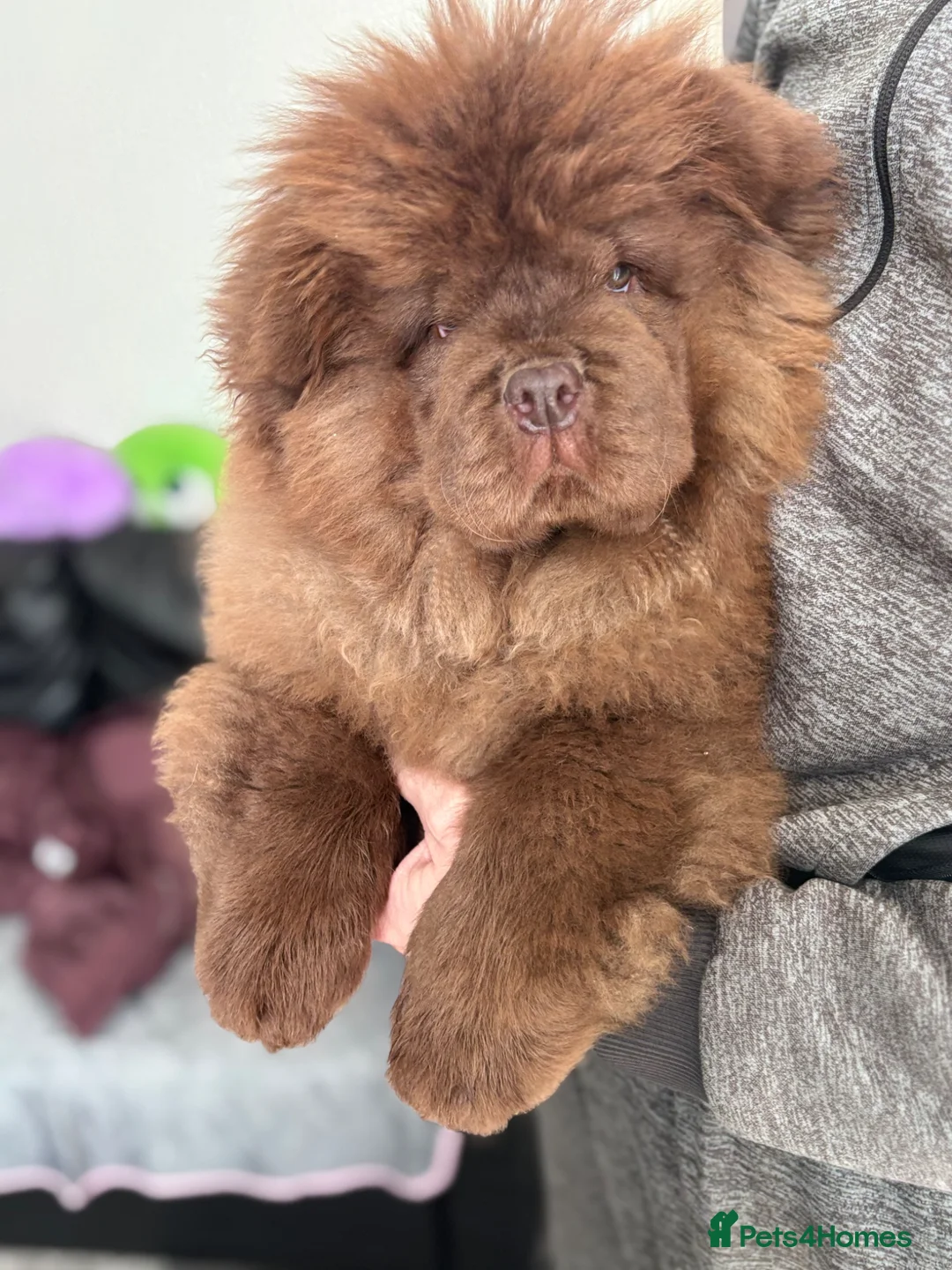 Chow Chow dogs for sale: Chocolate chow chow boy - Advert 2