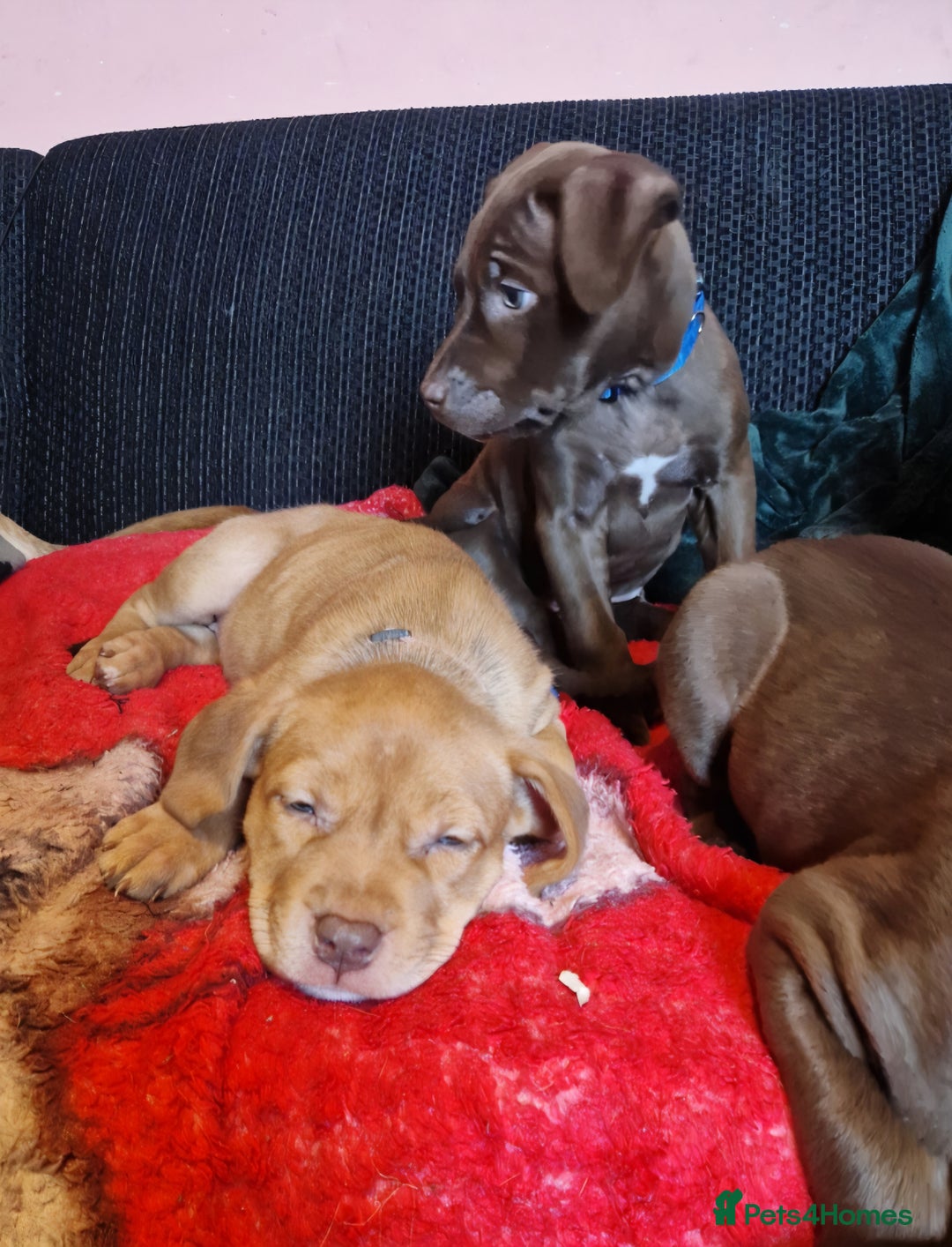 Mixed Breed dogs for sale: Doberman/labrador x american bulldog/english staff - Advert 4