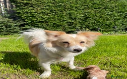 Mixed Breed dogs for stud: Stud available  - Image 3