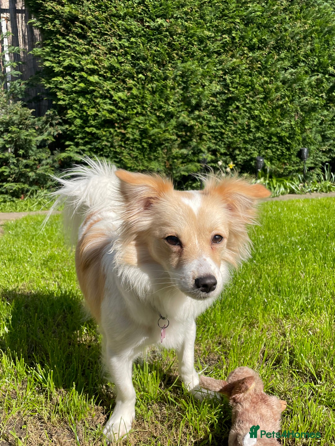 Mixed Breed dogs for stud: Stud available  - Image 3