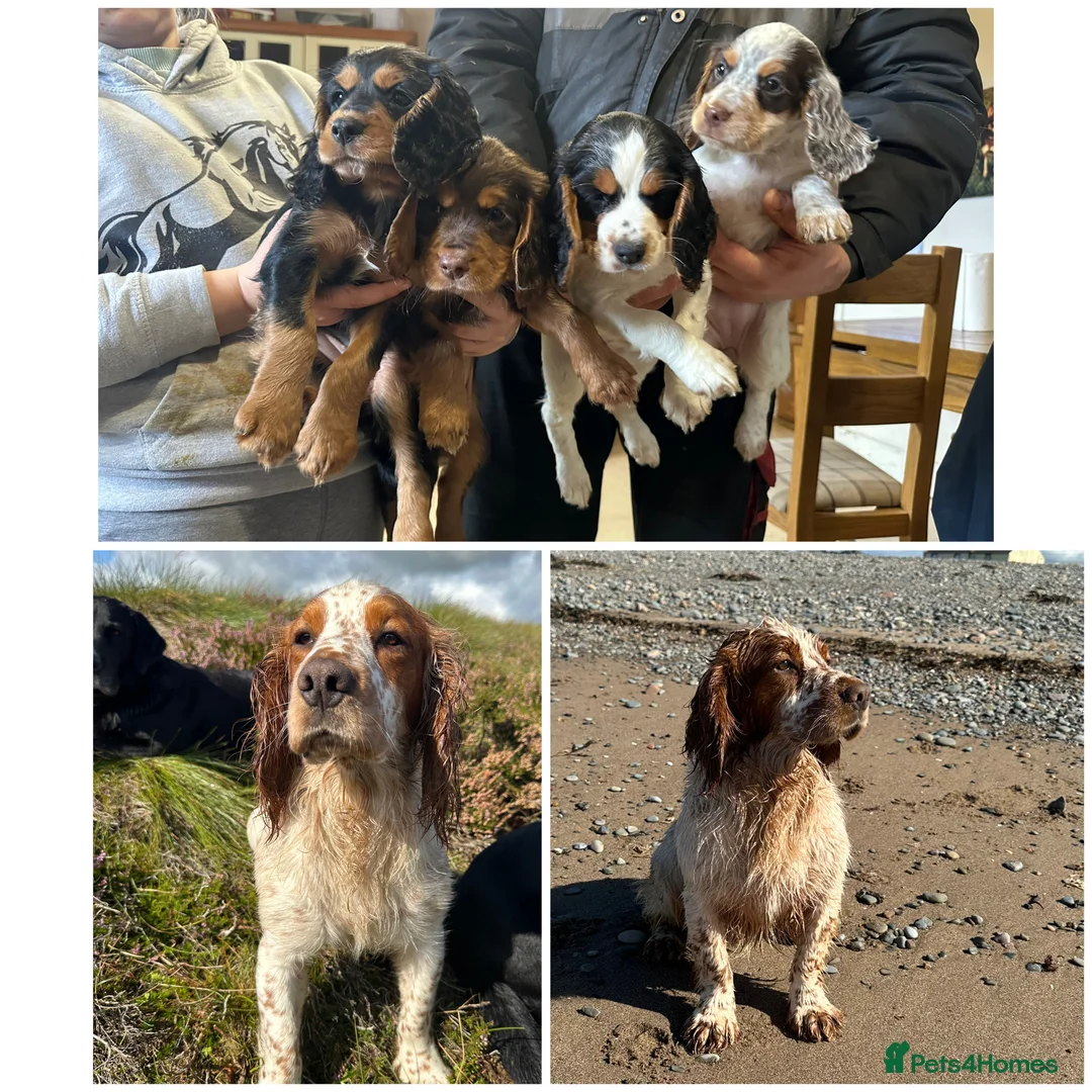 Cocker Spaniel dogs for stud: Kentwone Bayley in Carlisle - Advert 13
