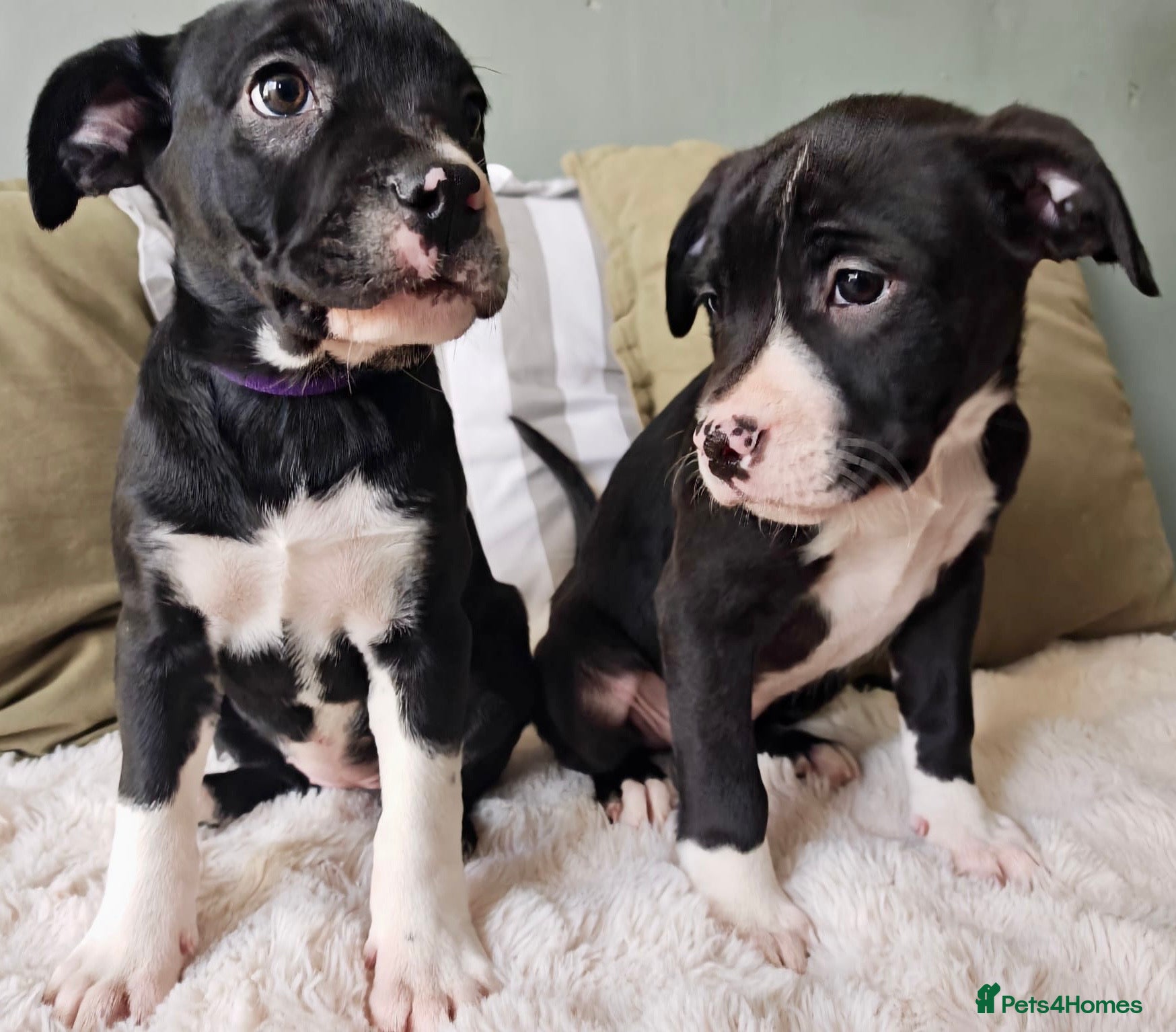 Mixed Breed dogs Olde English Bulldogge/Staffy Collie - Advert 13