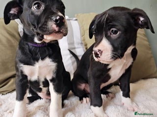 Mixed Breed dogs Olde English Bulldogge/Staffy Collie - Advert 12