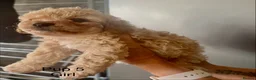 Cockapoo dogs for sale: Cockapoo puppies  - Advert 11