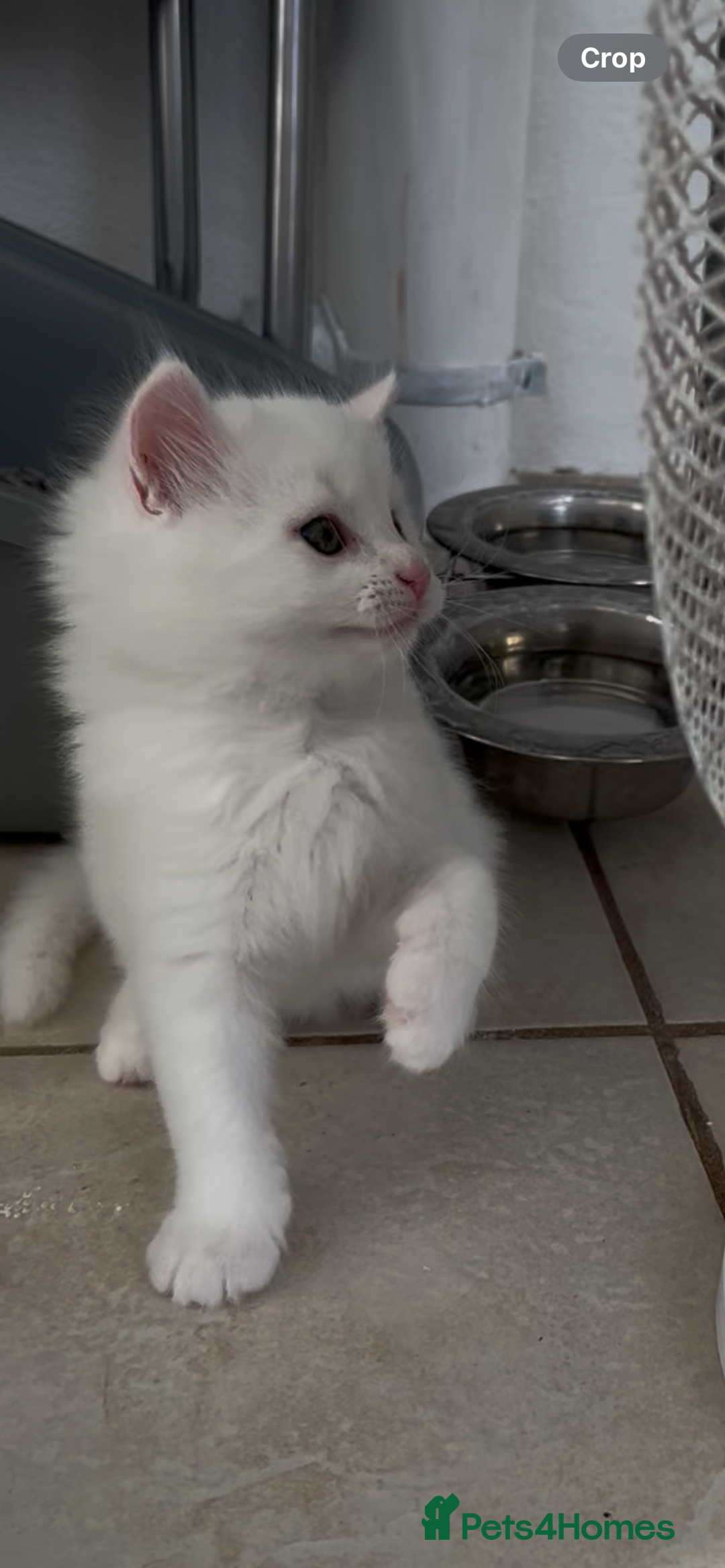 Turkish Angora cats for sale: Pure white - Male - QUALITY TURKISH ANGORA KITTENS - Image 1