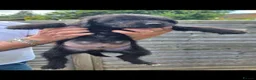Lurcher dogs for sale: Deerhound Greyhound Collie/Bedlington  - Advert 8