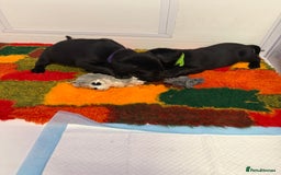 Labrador Retriever dogs for sale: Black pedigree Labradors only 3 girls available  - Image 19