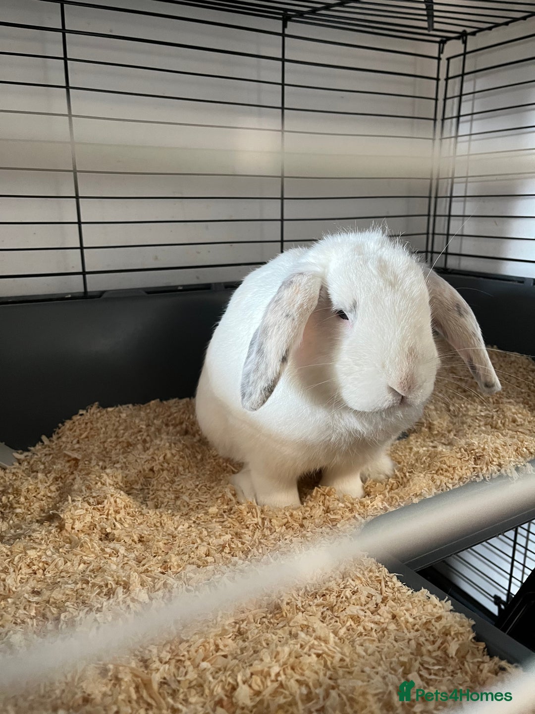 English Lop rabbits for sale: Rabbit For Sale  - Advert 3