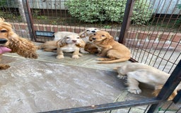 Cocker Spaniel dogs for sale: Gorgeous Adorable Golden Type Cocker  Spaniel  - Image 12