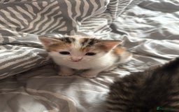 Domestic Shorthair cats for sale: Adorable 8 week old Kittens  - Image 4