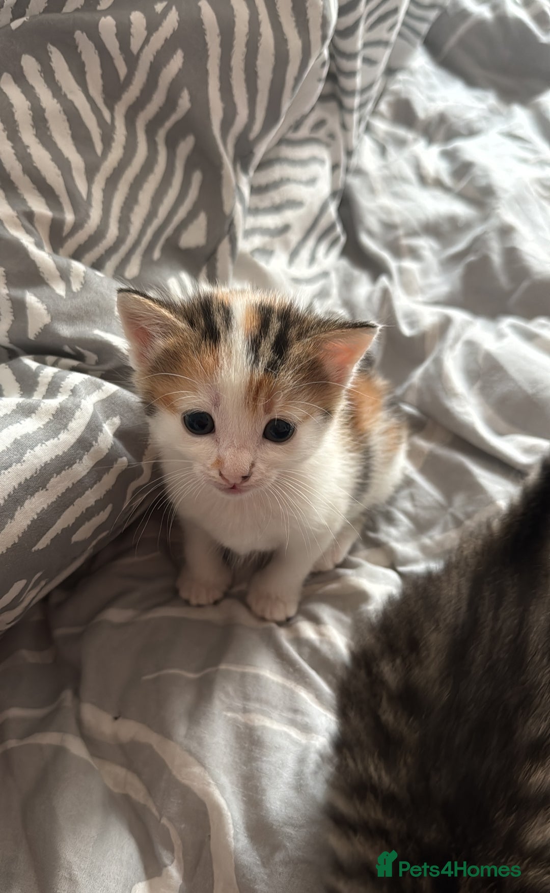 Domestic Shorthair cats for sale: Adorable 8 week old Kittens  - Image 4