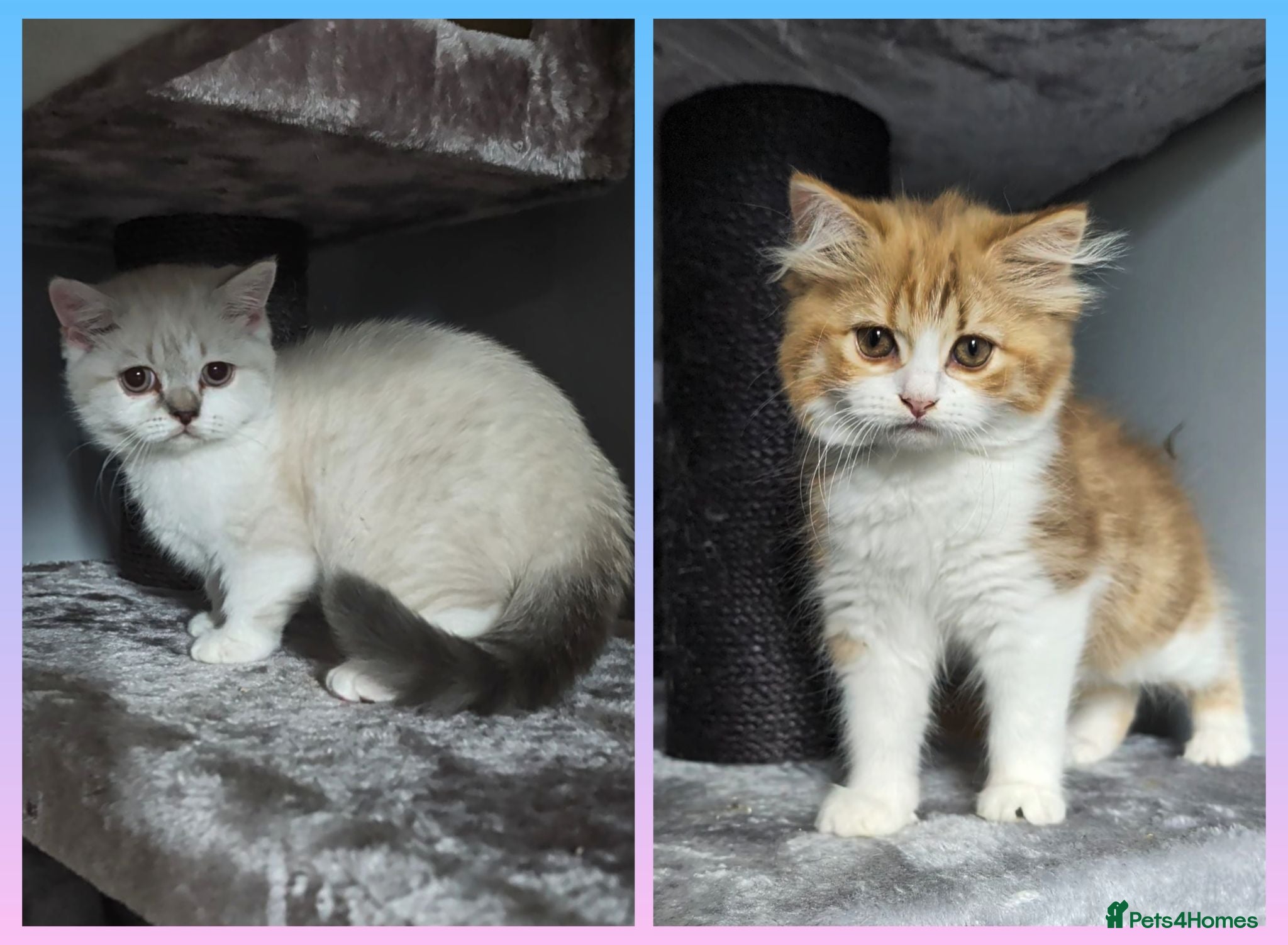 British Shorthair cats BRITISH SHORTHAIR & LONGHAIR - Advert 1