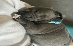 Staffordshire Bull Terrier dogs for sale: Puppies  - Image 3