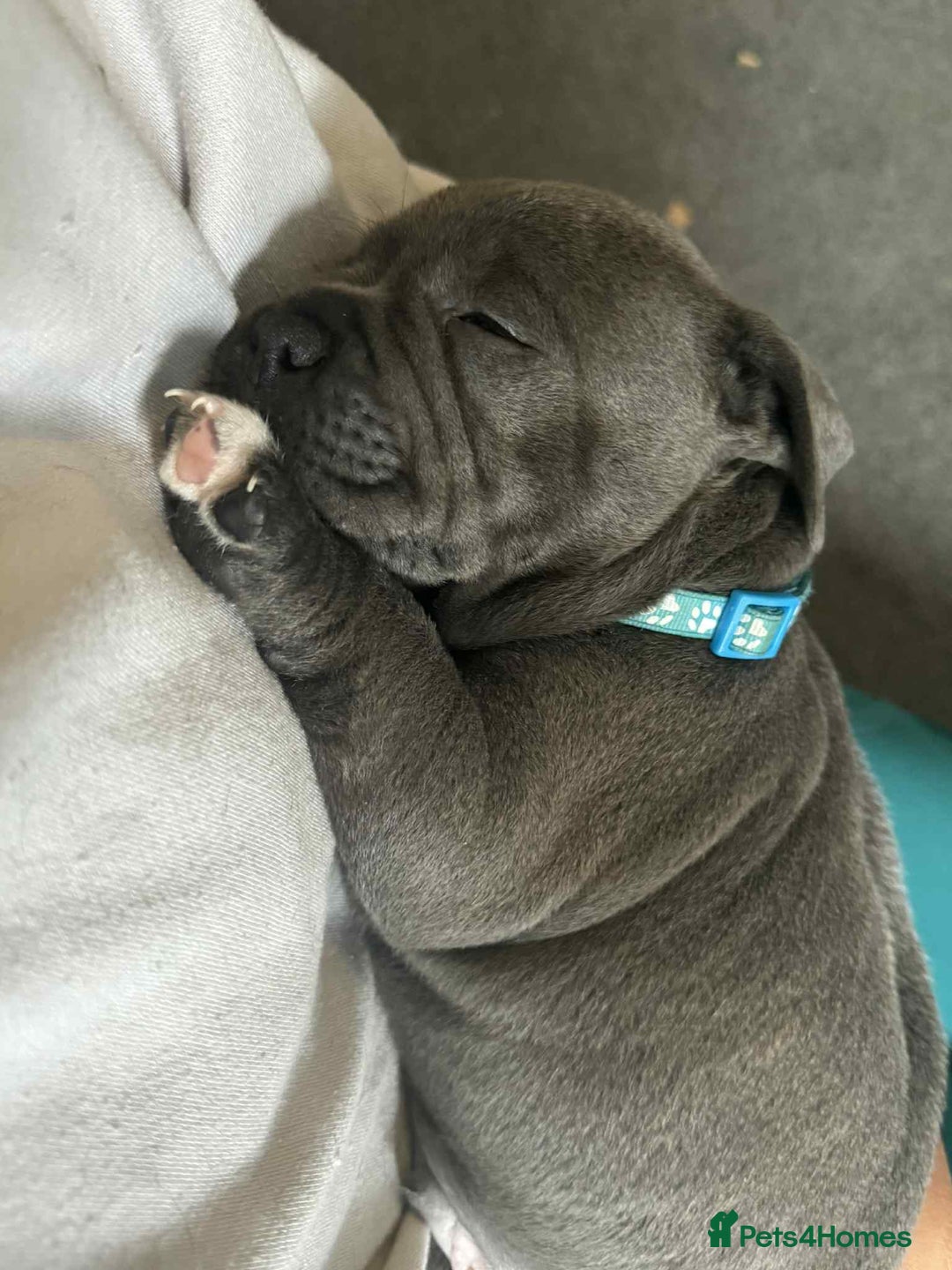 Staffordshire Bull Terrier dogs for sale: Puppies  - Image 3
