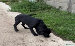 Labrador Retriever dogs for sale: ⭐️Fabulous Black Boy⭐️ - Image 4