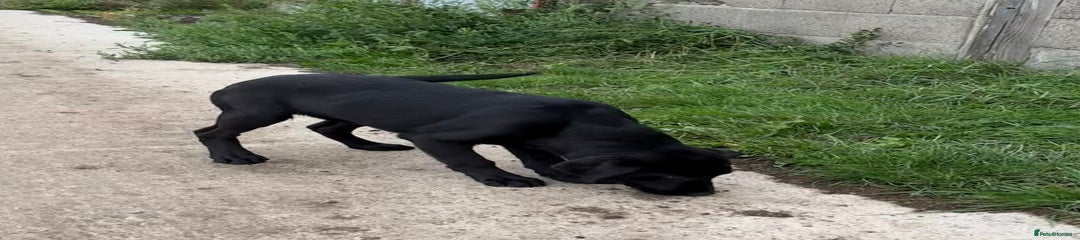 Labrador Retriever Puppy 1