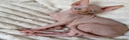 Sphynx cats for sale: Canadian Sphynx Kittens  - Advert 26