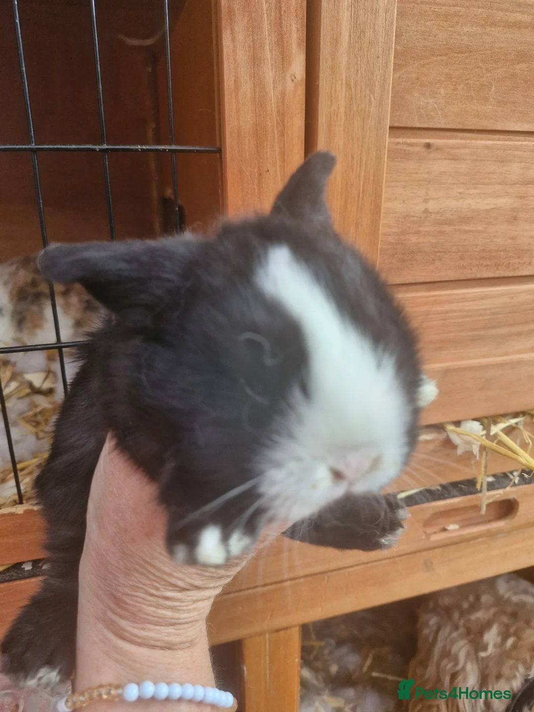 Mixed Breed rabbits for sale: Clarances kits - Advert 2