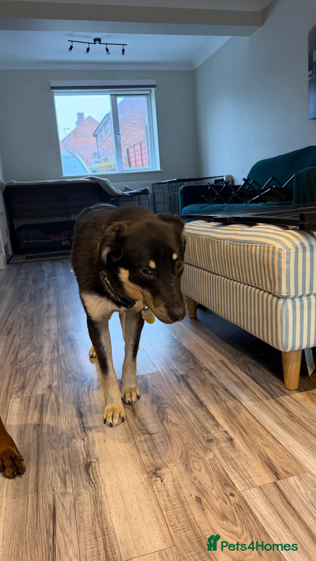 Mixed Breed dogs for adoption: Sweet Scout 💙 Gentle Boy, Loves Dogs!  - Advert 7