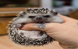 Pygmy Hedgehog rodents for sale: baby pygmy hedgehogs available  - Image 12
