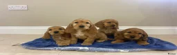 Cocker Spaniel dogs for sale: Adorable golden and balck and tan cocker spaniels  in Llanon - Advert 1