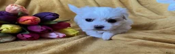 Maltese dogs for sale: Maltese puppies 1/2 Korean KC registered  - Advert 4
