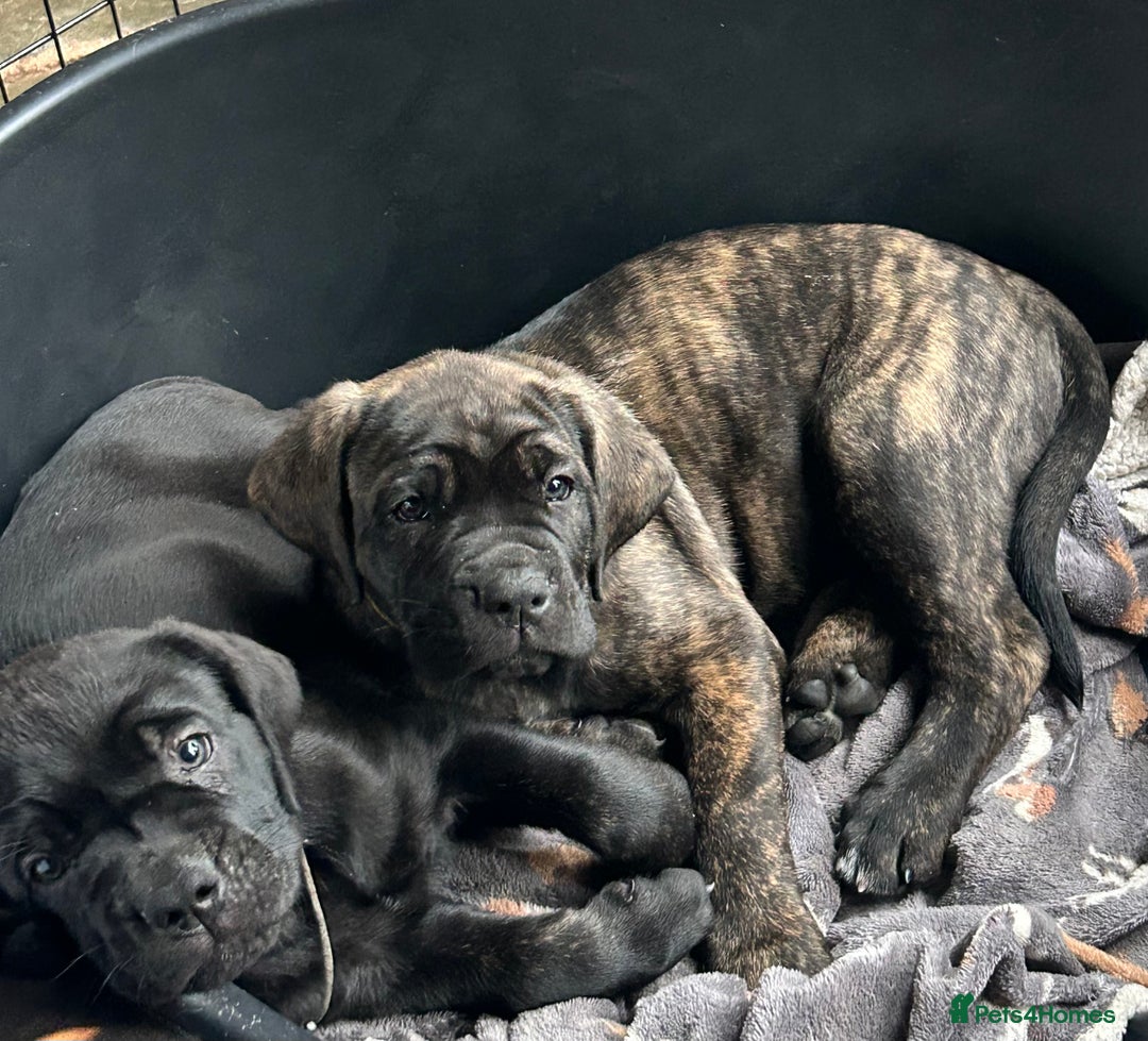 Cane Corso dogs for sale: Cane Corso Puppy 8 - Beautiful Cane Corso puppies  - Image 4