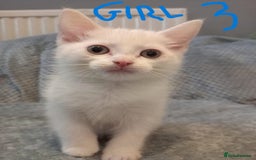 Mixed Breed cats for sale: KITTEN WHITE- MALE AND FEMALE BLACK BACK AND WHITE - Image 5