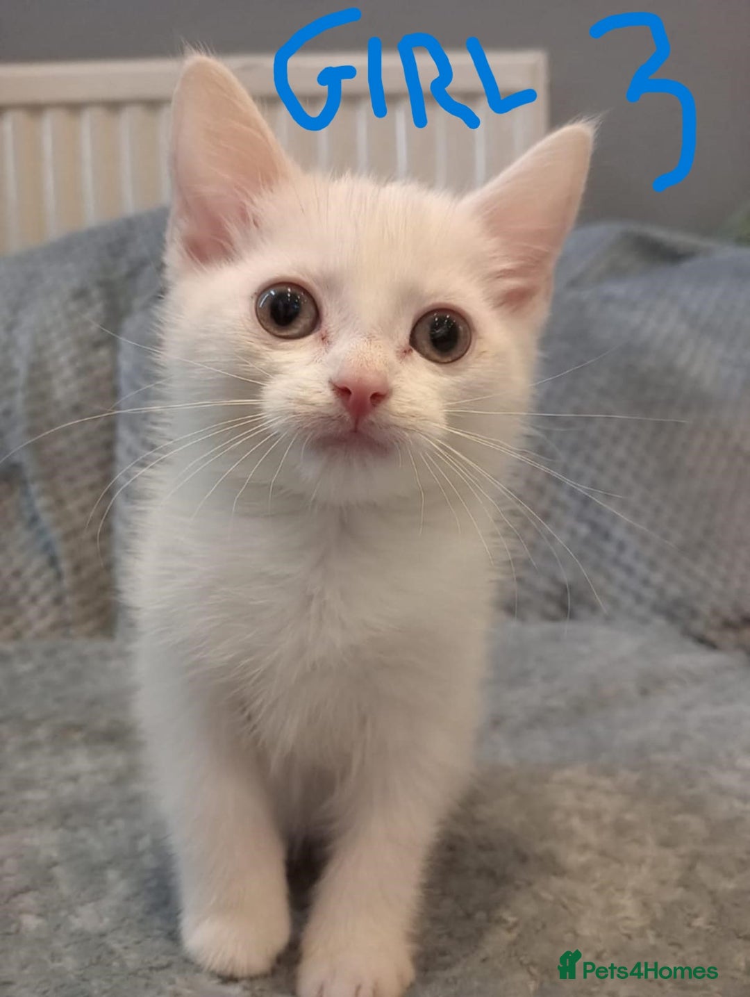 Mixed Breed cats for sale: KITTEN WHITE- MALE AND FEMALE BLACK BACK AND WHITE - Image 5