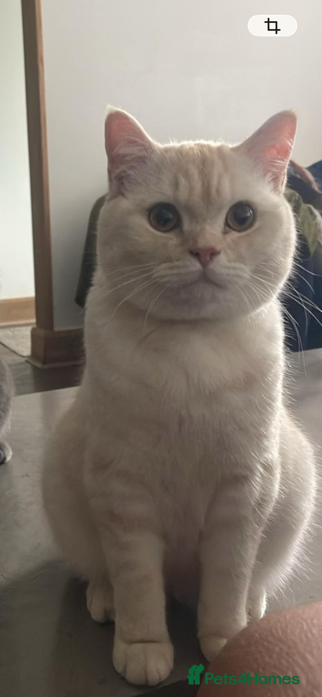 British Shorthair cats for sale: BRITISH SHORTHAIR X CHINCHILLA (FREE) - Advert 1