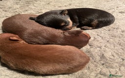 Jack Russell dogs for sale: Beautiful miniature Jack Russell puppies - Advert 6