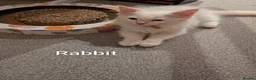 Ragdoll cats for sale: 4 ragdolls awaiting forever homes  - Advert 10
