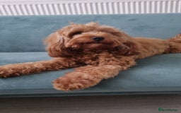 Cavapoo dogs for sale: Male F1 cavapoo almost 4 years old - Image 1