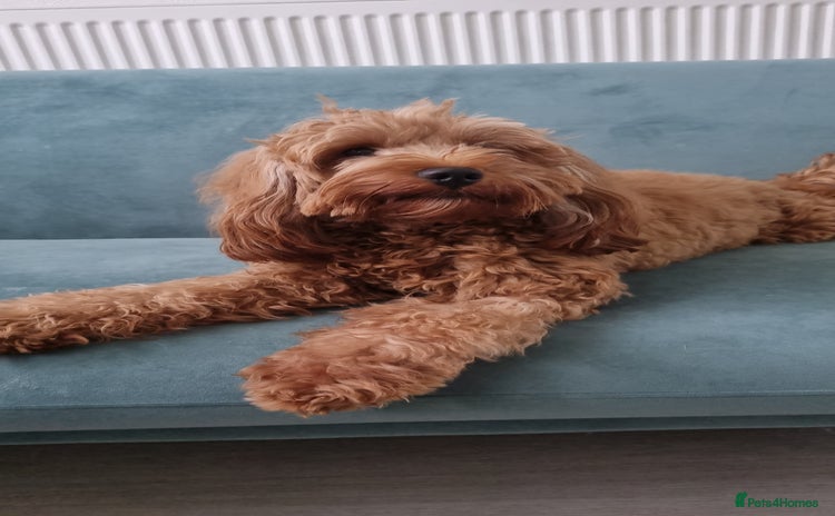 Cavapoo dogs - Advert 3